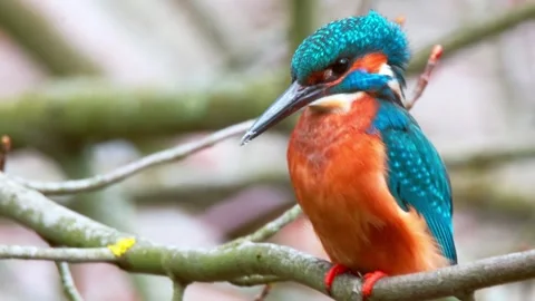4K Close-Up of Kingfisher Perched on Branch Stock Footage 332507331
