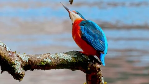 4K Close-Up of Kingfisher Perched on Branch 스톡 동영상 333475216