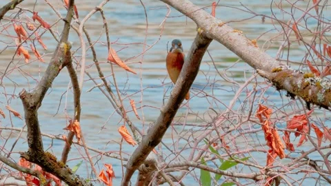 4K Close-Up of a Kingfisher Perched on a Branch Above a River Stock Footage 343925550