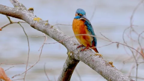 4K Close-Up of a Kingfisher Perched on a Branch Above a River Stock Footage 343925575