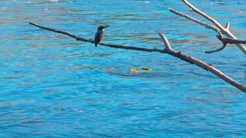 4K Close-Up of a Kingfisher Perched on a Branch Above a River Stock Footage 343930807