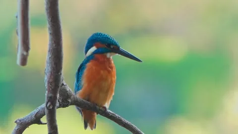 4K Close-Up of a Kingfisher Perched on a Branch Above a River Stock Footage 343930827