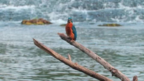 4K Close-Up of a Kingfisher Perched on a Branch Above a River Stock Footage 343940453