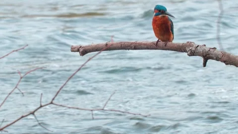 4K Close-Up of a Kingfisher Perched on a Branch Above a River Stock Footage 343940477