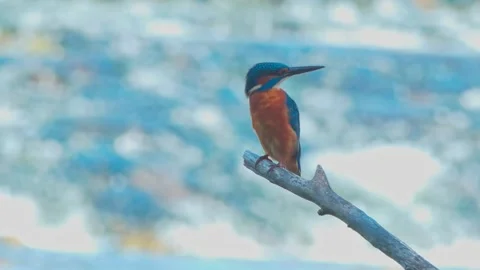 4K Close-Up of Kingfisher Perched on a Branch Above a River Stock Footage 345264357