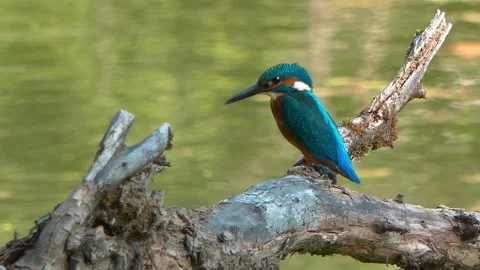4K Close-Up of Kingfisher Perched on a Branch Above a River Stock Footage 345264363