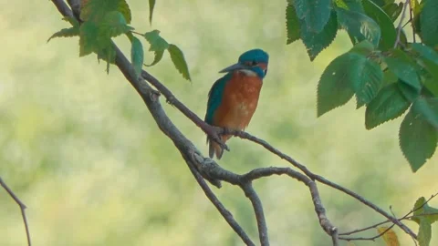4K Close-Up of Kingfisher Perched on a Branch Above a River Stock Footage 345264365