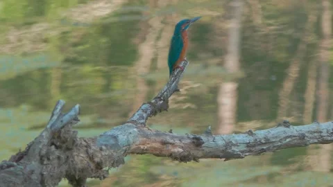 4K Close-Up of Kingfisher Perched on a Branch Above a River Stock Footage 345264372