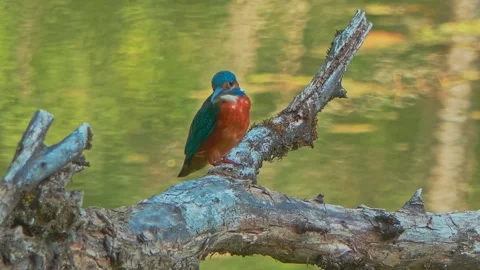 4K Close-Up of Kingfisher Perched on a Branch Above a River Stock Footage 345264374
