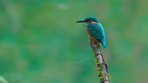 4K Close-Up of Kingfisher Perched on a Branch Above a River Stock Footage 345264384