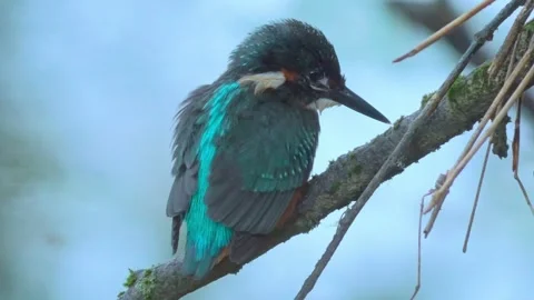 4K Close-Up of Kingfisher Perched on a Branch Above a River Stock Footage 345264387