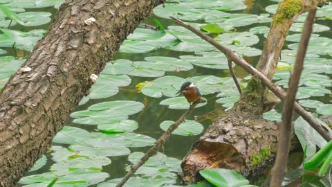 4K Close-Up of Kingfisher Perched on a Branch Above a River Stock Footage 345264390