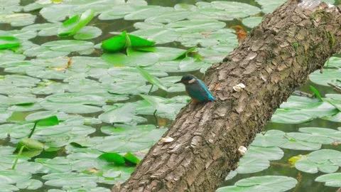 4K Close-Up of Kingfisher Perched on a Branch Above a River Stock Footage 345264393
