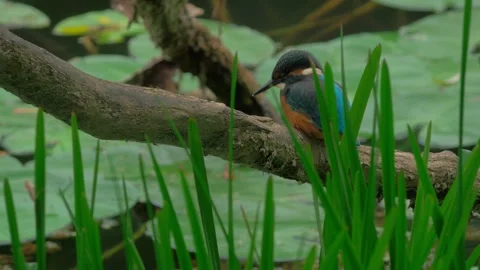 4K Close-Up of Kingfisher Perched on a Branch Above a River Stock Footage 345264397