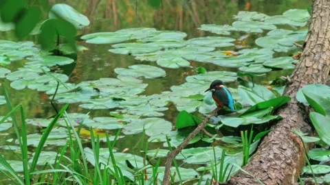 4K Close-Up of Kingfisher Perched on a Branch Above a River Stock Footage 345264405