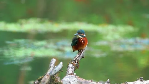 4K Close-Up of Kingfisher Perched on a Branch Above a River Stock Footage 345264407