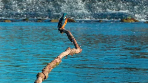 4K Close-Up of Kingfisher Perched on a Branch Above a River Stock Footage 345264414