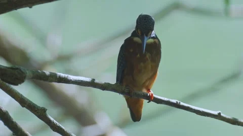4K Close-Up of Kingfisher Perched on a Branch Above a River Stock Footage 345264428