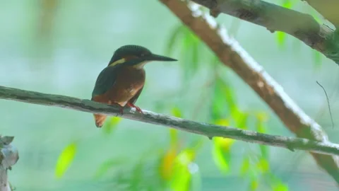 4K Close-Up of Kingfisher Perched on a Branch Above a River Stock Footage 345264434