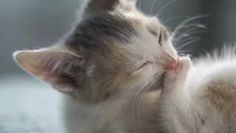 4k Close up kitten falling asleep in hands of owner. striped domestic kitty Stock Footage 164021187