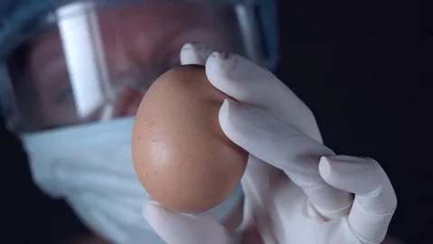 4K Close-Up Lab Scientist with an Egg Stock Footage 73051159