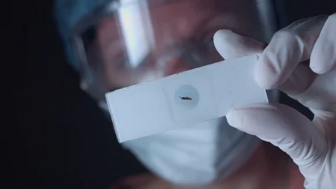 4K Close-Up Lab Scientist Examining an Insect Test Stock Footage 73055207