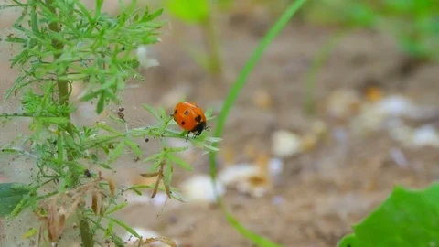 4k. Close-up of a ladybug on a branch. The branch sways in the wind. Vídeo Stock 109443454