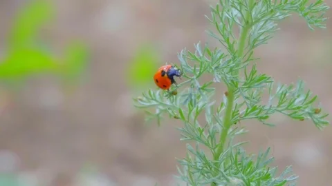 4k. Close-up of a ladybug on a branch. The branch sways in the wind. Stock Footage 109443530