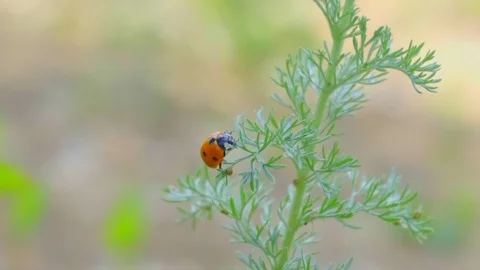 4k. Close-up of a ladybug on a branch. The branch sways in the wind. Видео 109443582