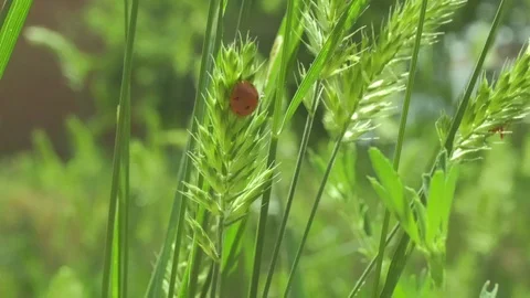 4k. Close-up of a ladybug on a branch. The branch sways in the wind. Stock Footage 109443757