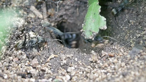 4k close up,Large black ants are nesting and carrying the soil out of the hole, Stock Footage 91666181