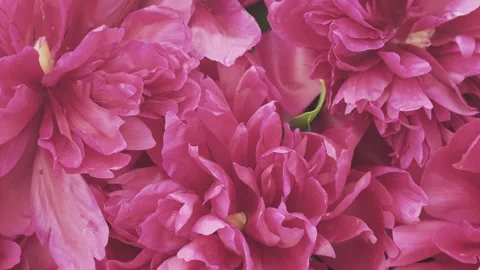 4K Close-up Large Vibrant Pink Peonies Layered Ruffled Petals Stock-Footage 330479547