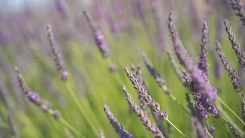 4k Close up Lavender Flowers, selective focus, bokeh background Stock-Footage 155627543