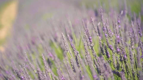 4k Close up Lavender Flowers, selective focus, bokeh background Vidéo 155627931