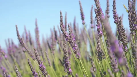 4k Close up Lavender Flowers, selective focus, sky background Stock Footage 155628988