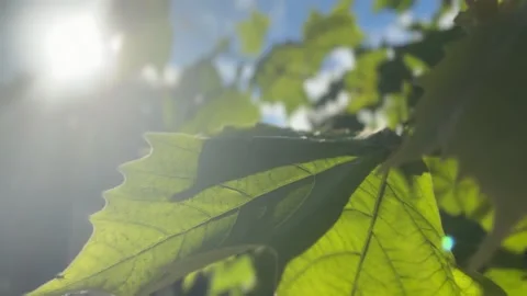 4K Close-Up of Leaf Swaying in Gentle Breeze with Golden Sunlight Stock Footage 317182681