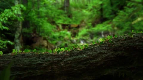 4K Close-up Leafcutter Ants Carrying Leaf Fragments on Branch Stock-Footage 330479580