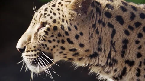 4K Close-Up Leopard Portrait - Alert Spotted Predator Observing Video stock 330500565