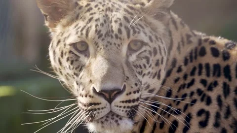 4K Close-Up Leopard Portrait - Alert Spotted Predator Observing Stock Footage 330500603