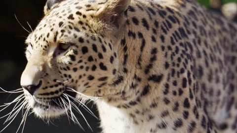 4K Close-Up Leopard Portrait - Alert Spotted Predator Observing Stock Footage 330500615