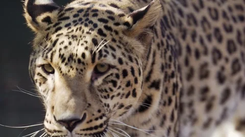 4K Close-Up Leopard Portrait - Alert Spotted Predator Observing Stock Footage 330500620