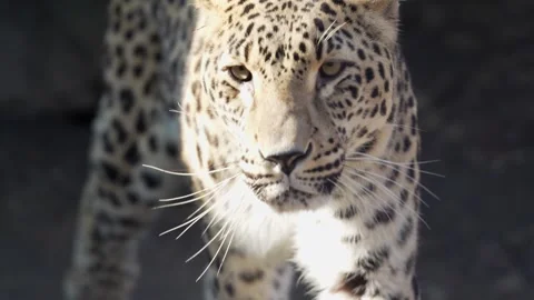 4K Close-Up Leopard Portrait - Alert Spotted Predator Observing Stock Footage 330500660