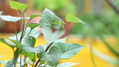 4K Close-Up of Light Rain Falling on Sweet Potato Leaves in a Garden. Stock Footage 316385823