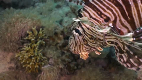 4K close up of a lionfish looking for prey in the Red Sea, Egypt 库存影片 227036462