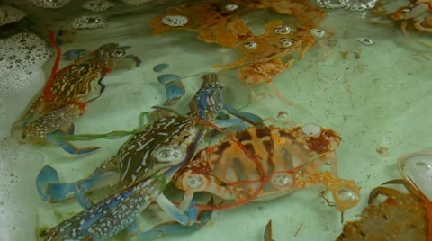 4k close-up of live crabs underwater in seafood restaraunt 스톡 동영상 61553735