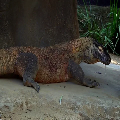 4K  CLose up of a LOng KOMODO DRAGON Stockbeeldmateriaal 69678567