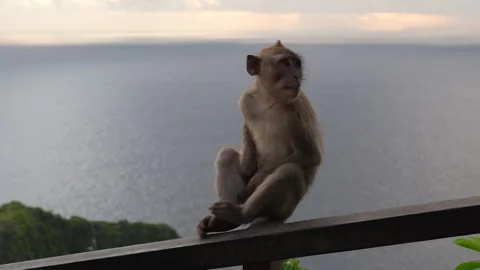 4K close up of a long-tailed macaque monkey turning its body 스톡 동영상 337087864