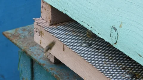 4K Close up look of the bees' life Stock-Footage 97524256