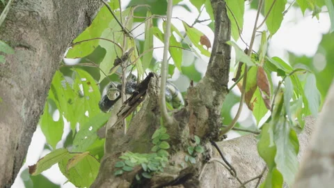 4K Close Up Looking Down A Tiger Rat Snake Perched Along A Leafy Tree Branch Stock Footage 285872957
