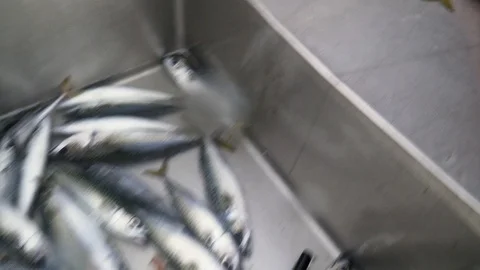 4k. Close up of man's hands cutting freshly caught mackerel in the metal station 스톡 동영상 93051596